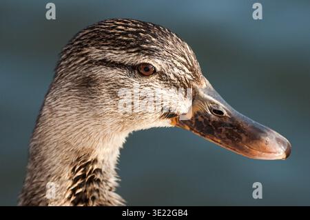 Leiter der weiblichen braun Stockente oder Wildente Stockfoto