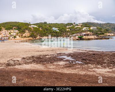 Am Sandstrand von Camp de Mar in dieser mediterranen Küstenlandschaft werden natürliche Algenablagerungen an Land gespült. Das türkisfarbene Wasser der Bucht und die bewaldeten Hügel bilden eine typische Landschaft der Balearen. Stockfoto
