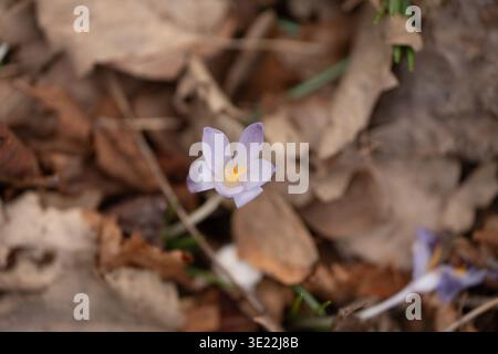 Einzelkrokusblüte wächst unter trockenen Blättern Nahaufnahme: Zarte Krokusblüte, die im frühen Frühjahr aus dem Waldboden auftaucht. Stockfoto