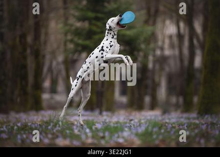 Dalmatinischer Hund fängt fliegendes Spielzeug in der Luft im Wald: Dalmatinischer hat mitten im Sprung nach Spielzeug im Wald gesucht. Stockfoto