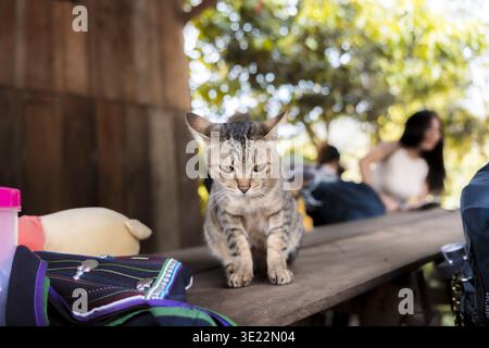 Eine Tabbykatze, die draußen auf hölzernem Picknicktisch sitzt, mit mürrigem Ausdruck. Unscharfer Hintergrund zeigt entspannende Frauen und grüne Bäume auf sonnigem After Stockfoto
