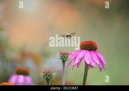 Bumblebee geht zurück zum Nest, nachdem sie Pollen von einem Coneflower gesammelt hat Stockfoto