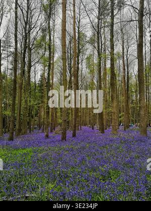 Ein Teppich aus Blauglocken in Wooton Wawen Woods Stockfoto