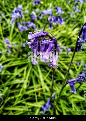Nahaufnahme einiger Blauglocken in Wooton Wawen Woodlands Stockfoto