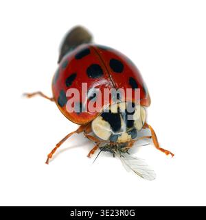 Harlequin, asiatischer oder mehrfarbiger asiatischer Käfer (Harmonia axyridis) Blattlaus essen. Isoliert auf weißem Hintergrund. Stockfoto