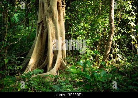 Wald auf Wasini Island, Kenia Stockfoto