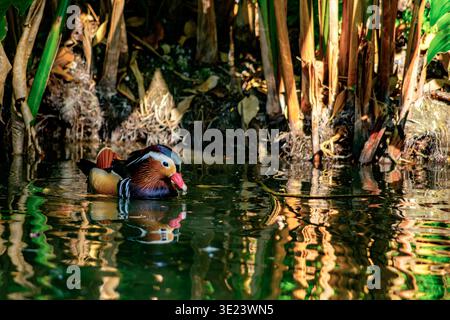 Eine lebhafte Mandarinenente schwimmt friedlich in einem natürlichen Teich, umgeben von Schilf und warmem Sonnenlicht. Die Reflexion über das Wasser verbessert das Gefühl von Stockfoto