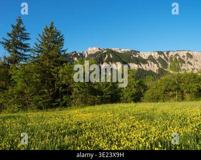 Blick über eine wilde Blumenwiese voller größerer gelber Rassel Rhinanthusangustifolius bis zur Tete Chevaliere im frühen Morgenlicht, in der Nähe von Chi Stockfoto