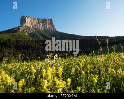Mont Aiguille mit einer Wildblumenwiese voller größerer gelber Rassel im Vordergrund, im frühen Morgenlicht, in der Nähe von Chichilianne, Vercors Regional Na Stockfoto
