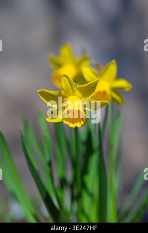 Leuchtend gelbe Narzissen blüht in einem Garten in Ungarn, Nahaufnahme von Frühlingsblumen mit grünen Blättern auf einem weichen, verschwommenen grauen Hintergrund, Stockfoto