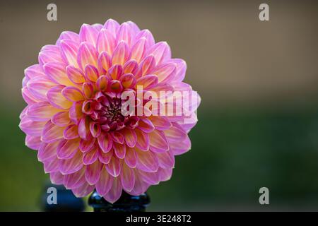 Dahlia, genannt Hillcrest Suffusion, eine Balldahlia in voller Blüte. Die Pflanze ist 90 cm hoch und hat eine 9 cm breite Blüte. Stockfoto