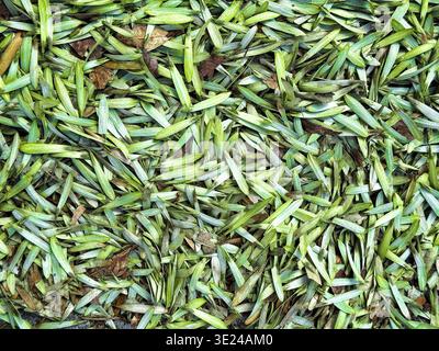 Eine dichte Schicht gefallener grüner Baumsamen bedeckt den Boden während der Frühlingssaison Stockfoto