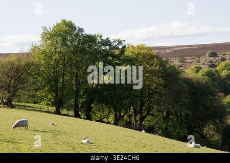 Schafe weiden auf dem Feld auf grünem Hügel an sonnigen Tagen Stockfoto