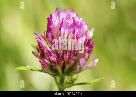 Wiesenklee (Trifolium pratense), Rotklee im Blütenstand mit zygomorphen Blüten, Makroaufnahme, Bayern, Deutschland Stockfoto