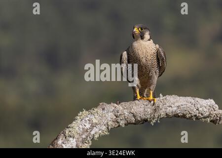 Wanderfalke (Falco peregrinus), weiblich, auf Ast, Extremadura, Spanien Stockfoto