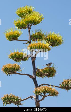 Agavenpflanze in voller Blüte mit kleinen Vögeln auf Blütensteinen, Wirikuta, San Luis Potosi, Mexiko Stockfoto
