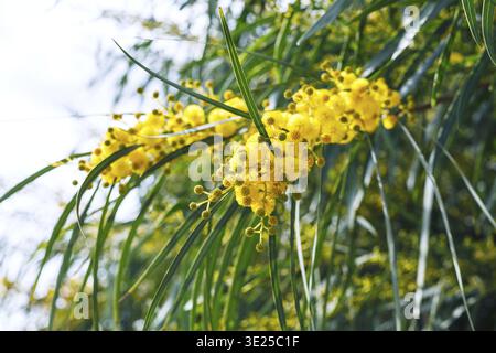 Gelbe Blüten des Mimosa-Baumes (Acacia pycnantha, goldene Flechte) schließen sich im Frühjahr auf Sizilien Stockfoto