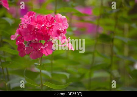 Eine Gruppe rosafarbener Phloxblüten in Blüte mit verschwommenem grünem Hintergrund. Aus nächster Nähe sehen Sie zarte Blütenblätter und Gartenstiele. Natürliche Sommerszene mit Orname Stockfoto
