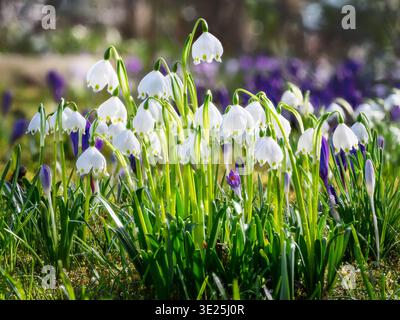 Wunderschöne blühende Frühlingsschneeflocken Stockfoto