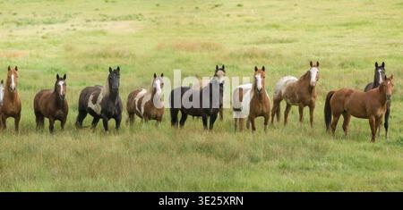 Eine Herde erwachsener American Quarter Horses steht in einer Linie im alpinen Feld in der Nähe von Pagosa Springs, Colorado Stockfoto