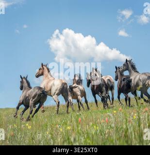 Junge männliche American Quarter Horse Jährling Hengst Herde auf alpinem Feld mit Wolken und blauem Himmel Stockfoto