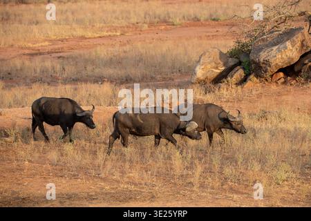 Afrikanischer Büffel, Syncerus Caffer, Tsavo West National Park, Kenia Stockfoto
