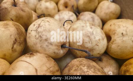 Nahaufnahme von frischen asiatischen Birnen mit glatter gelber Haut, Reifen Bio-Früchten, zusammengetragen als gesunder natürlicher Lebensmittelhintergrund für Ernährung und A Stockfoto