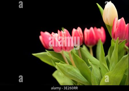 Ein Blumenstrauß aus leuchtend rosa Tulpen mit einer weißen Tulpe hebt sich vor einem dunklen Hintergrund hervor Stockfoto