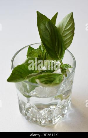 Eine klare, minimalistische Zusammensetzung aus frischem Basilikum, das in Wasser wächst, in einem transparenten Glas auf einem weißen Tisch platziert wird. Stockfoto