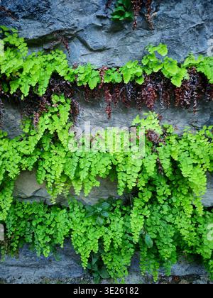Frische grüne Farne wachsen aus einer Steinmauer Stockfoto