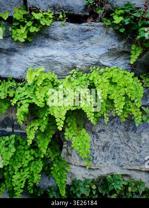 Frische grüne Farne wachsen aus einer Steinmauer Stockfoto