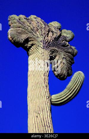 Riesige Saguaro-Kaktus, die in den Tucson Mountains im Süden Arizonas gefunden werden. Stockfoto
