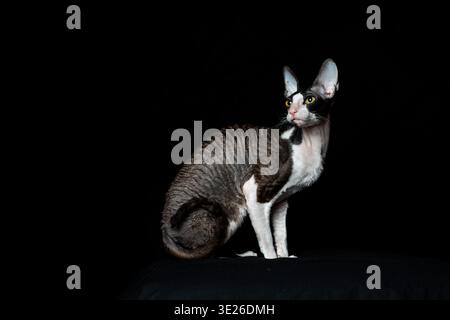 Schöne reinrassige Schwarze und Weiße Katzenrasse Cornish Rex auf schwarzem Hintergrund. Studio-Aufnahme. Stockfoto