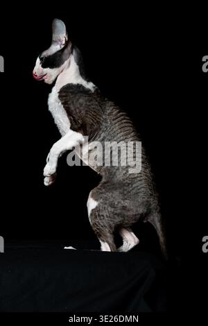 Schöne reinrassige Schwarze und Weiße Katzenrasse Cornish Rex auf schwarzem Hintergrund. Studio-Aufnahme. Stockfoto