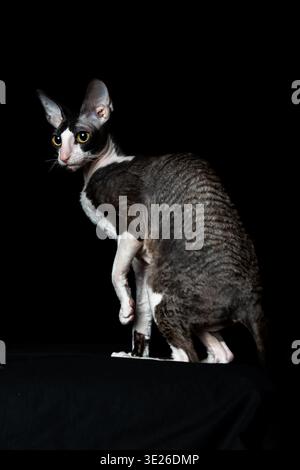 Schöne reinrassige Schwarze und Weiße Katzenrasse Cornish Rex auf schwarzem Hintergrund. Studio-Aufnahme. Stockfoto
