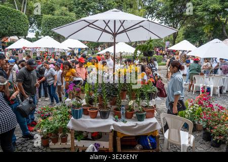 Festival de Flores - Antigua Guatemala - Ein belebter Blumenmarkt im Freien auf einem grünen platz voller Händler, Topfpflanzen und Käufer, die sich um die Ecke bewegen Stockfoto