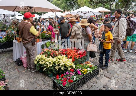 Festival de Flores - Antigua Guatemala - geschäftige Blumenmarkt-Szene im Freien mit Händlern, die Topfpflanzen und Weihnachtsbäume verkaufen, während Familien und shoppe Stockfoto