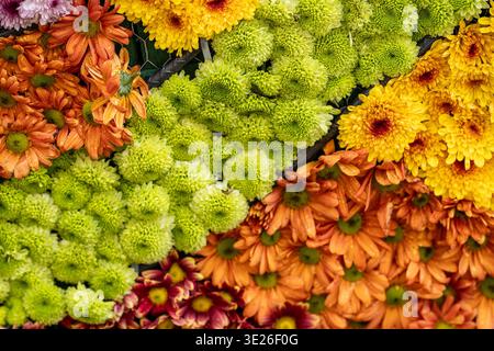 Festival de Flores - Antigua Guatemala - lebhafte Darstellung von grünen, gelben und orangen Chrysanthemen, die in dichten Sträußen bei einer geschäftigen Blume mA angeordnet sind Stockfoto