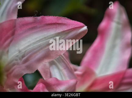 Ein stilisierter Blick auf eine rosafarbene Magnolie Stockfoto