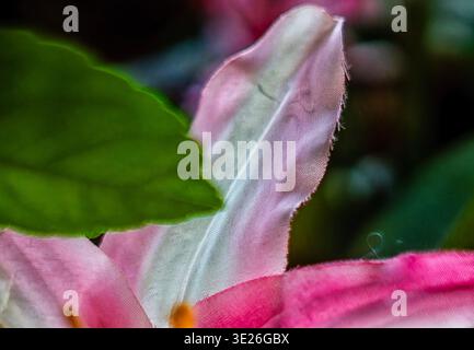 Ein stilisierter Blick auf eine rosafarbene Magnolie Stockfoto