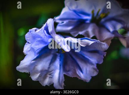 Ein stilisierter Blick auf eine rosafarbene Magnolie Stockfoto