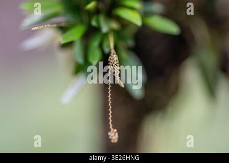 Coban, Guatemala - Makrofoto einer hängenden Orchideenpflanze mit zart herabhängenden Blütenständen und glänzend grünen Blättern, aufgenommen in einem Sof Stockfoto