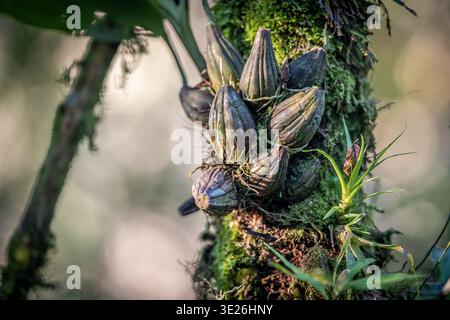 Coban, Guatemala - Nahaufnahme von epiphytischen Orchideenzwiebeln (Pseudozwiebeln), die an einem moosbedeckten Baumstamm in einem üppigen Regenwald befestigt sind, mit Textur, grün Stockfoto
