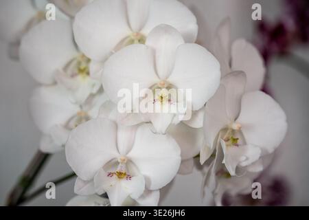 Coban, Guatemala – elegante weiße Phalaenopsis-Orchideen aus nächster Nähe mit zarten Blütenblättern, dezenten gelben und lila Mittelpunkten und weichem Bokeh Stockfoto