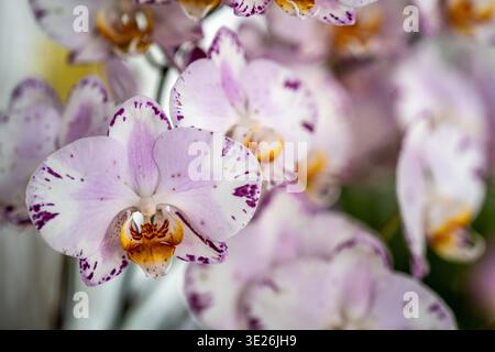 Coban, Guatemala – Weich-rosa und weiße Phalaenopsis-Orchideen mit violetten Flecken, die in einer tiefen Nahaufnahme erfasst werden. Das Bild zeigt eine zarte Schönheit Stockfoto