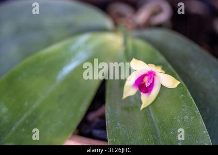 Coban, Guatemala – zarte gelbe Orchidee mit leuchtendem rosa Zentrum liegt auf großen, glänzend grünen Blättern, die in sanftem natürlichem Licht in einem Grün einfangen Stockfoto