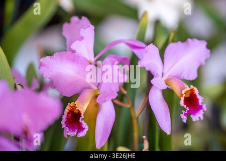 Coban, Guatemala – zarte rosa Cattleya-Orchideen blühen in einem üppigen tropischen Gewächshaus, das in einem sanften Nahaufnahme-Makro mit leuchtenden Blütenblättern und Rüschen gefangen wird Stockfoto