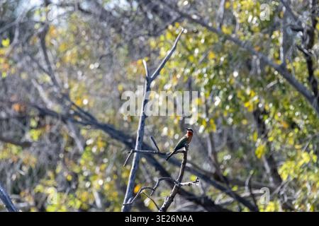 Ein Bienenfresser mit weißer Front - Merops bullockoides - sitzt auf einem Ast im Chobe-Nationalpark, Botsuana. Stockfoto