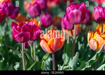 Großer Blick auf ein vielfältiges Blumenbeet mit roten, rosa und weißen Tulpen gepaart mit lila Hyazinthen. Berühmte Frühlingslandschaft im Garten Keukenhof. Stockfoto