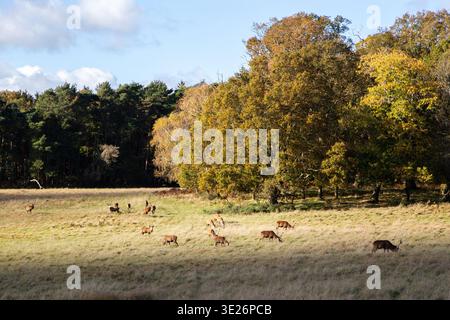 Hirschherde und Hirsche, die im Herbst im Windsor Great Park auf Gras weiden Stockfoto